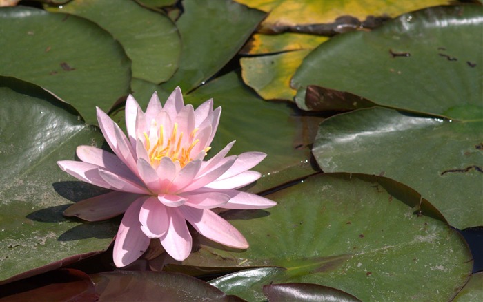Water Lily 睡蓮 高清壁紙 #4