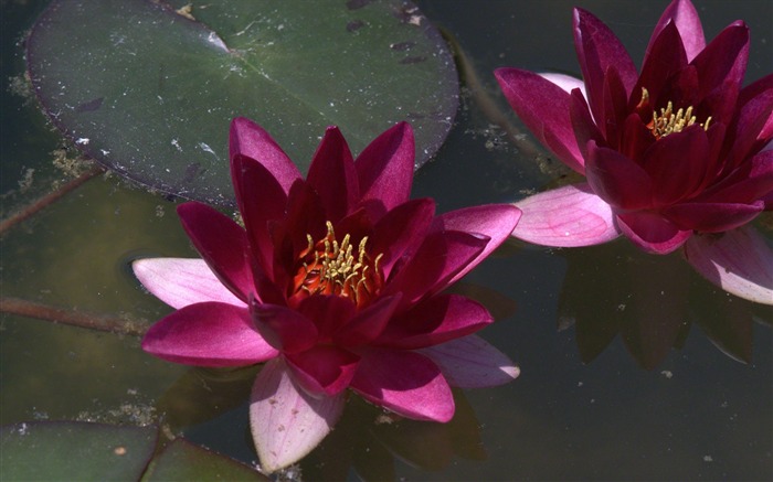 Water Lily 睡蓮 高清壁紙 #6