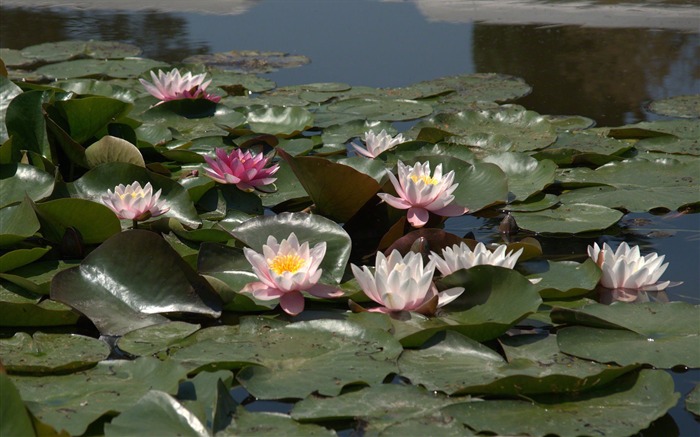 Water Lily 睡蓮 高清壁紙 #7
