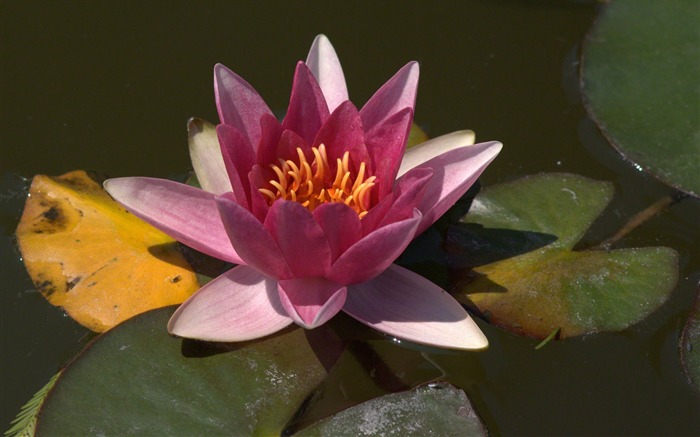 Water Lily HD papel tapiz #9