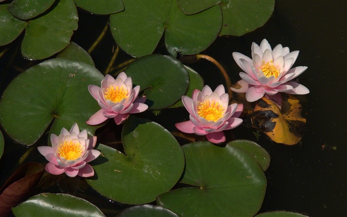 Water Lily 睡蓮 高清壁紙 #11