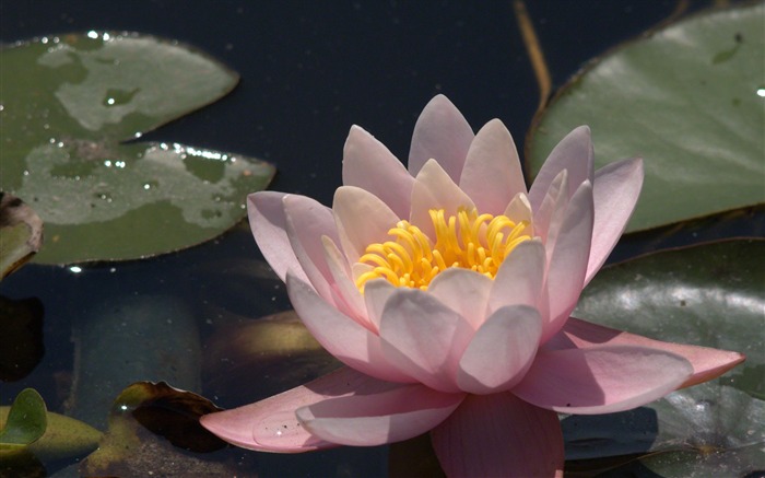 Water Lily HD papel tapiz #12