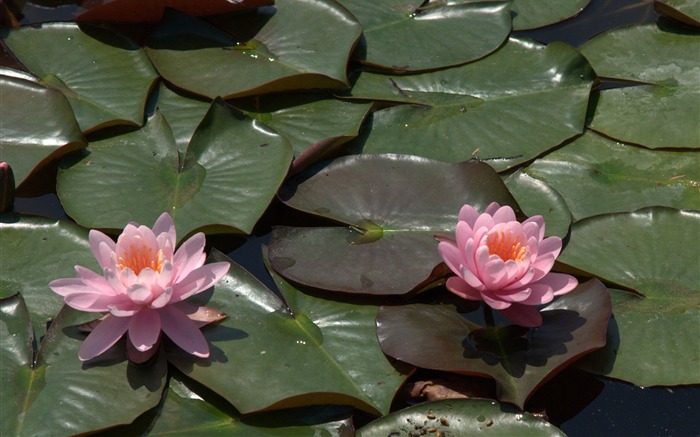 Water Lily HD papel tapiz #13