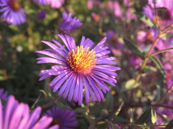 Aster Flowers 紫菀花 壁纸专辑5