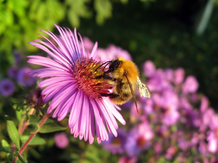 Aster Flowers Tapete Album #7