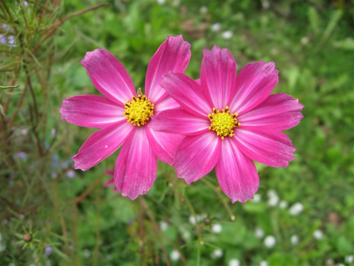 Aster Flowers 紫菀花 壁纸专辑11