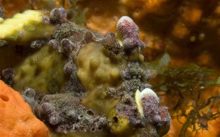 Under the Sea 3D 海底世界3D 高清壁紙 #4