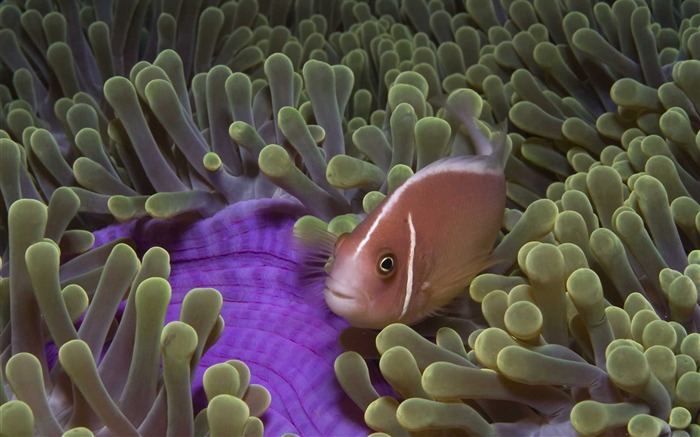Under the Sea 3D 海底世界3D 高清壁紙 #13