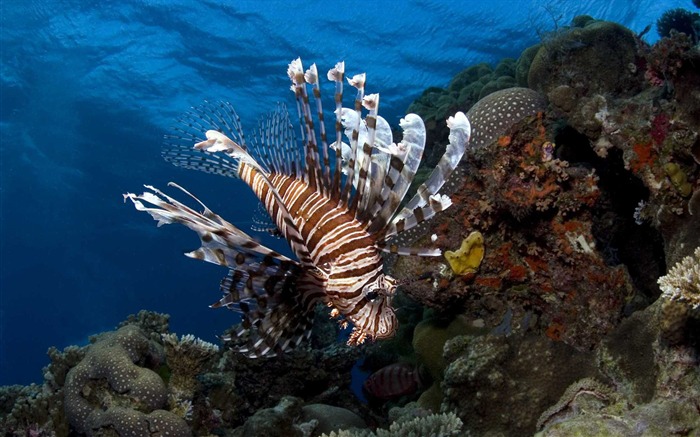 Under the Sea 3D 海底世界3D 高清壁紙 #14