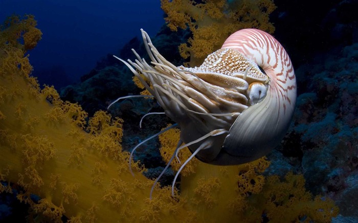 Under the Sea 3D 海底世界3D 高清壁紙 #23