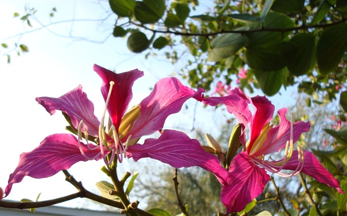 fleurs fond d'écran Widescreen close-up (19) #9