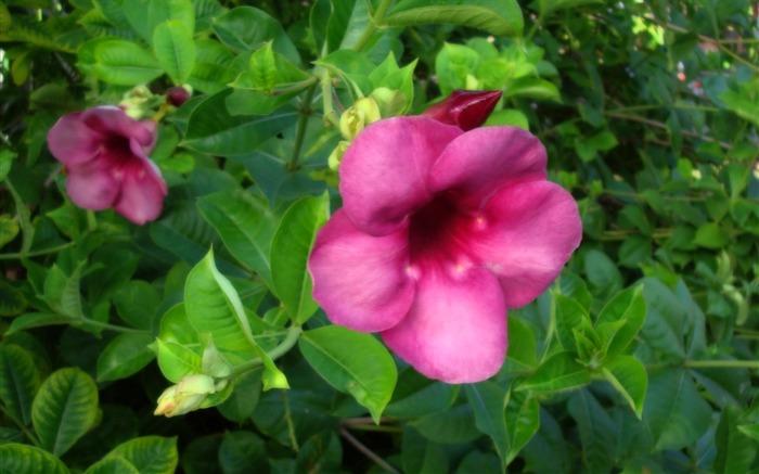 fleurs fond d'écran Widescreen close-up (19) #15