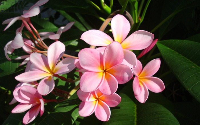 fleurs fond d'écran Widescreen close-up (20) #1