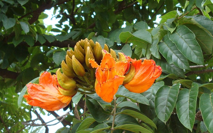 fleurs fond d'écran Widescreen close-up (20) #2