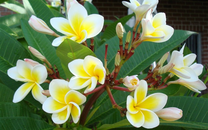 fleurs fond d'écran Widescreen close-up (20) #7