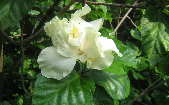 fleurs fond d'écran Widescreen close-up (20) #17