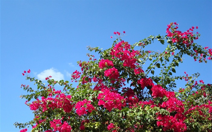 fleurs fond d'écran Widescreen close-up (20) #18