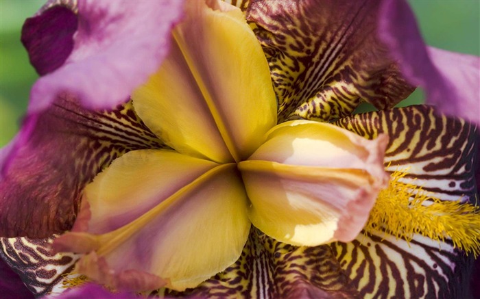 Widescreen wallpaper flowers close-up (21) #9