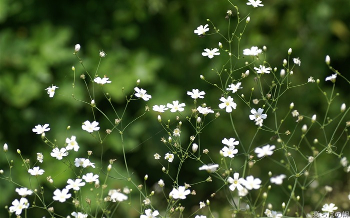 fleurs fond d'écran Widescreen close-up (21) #13