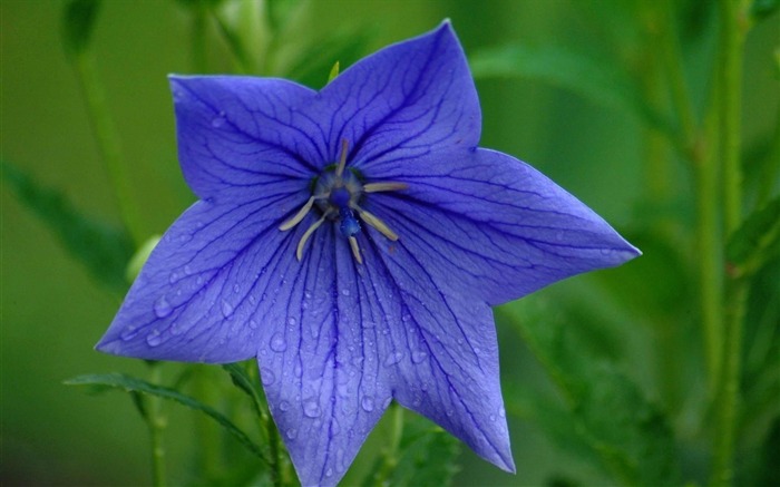 fleurs fond d'écran Widescreen close-up (21) #14