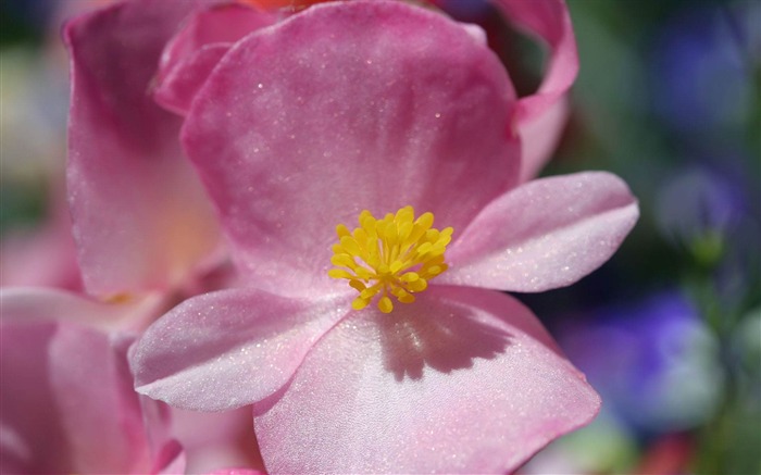 fleurs fond d'écran Widescreen close-up (21) #18