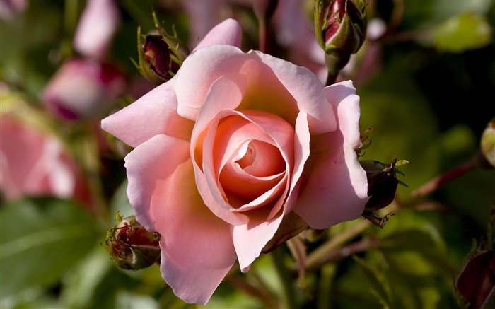 fleurs fond d'écran Widescreen close-up (21) #19