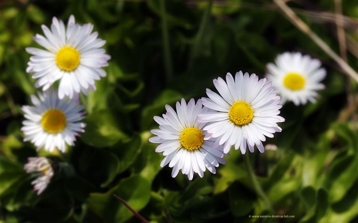 Widescreen wallpaper flowers close-up (22) #8