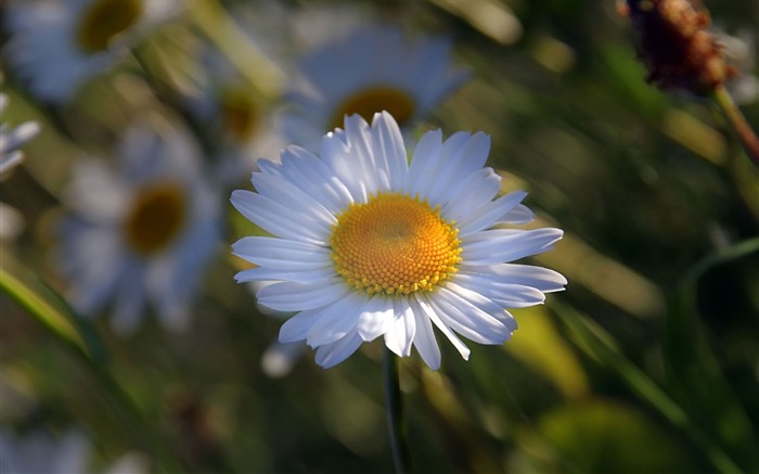 fleurs fond d'écran Widescreen close-up (22) #9