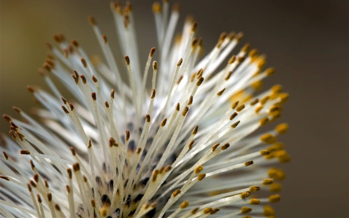 fleurs fond d'écran Widescreen close-up (22) #16