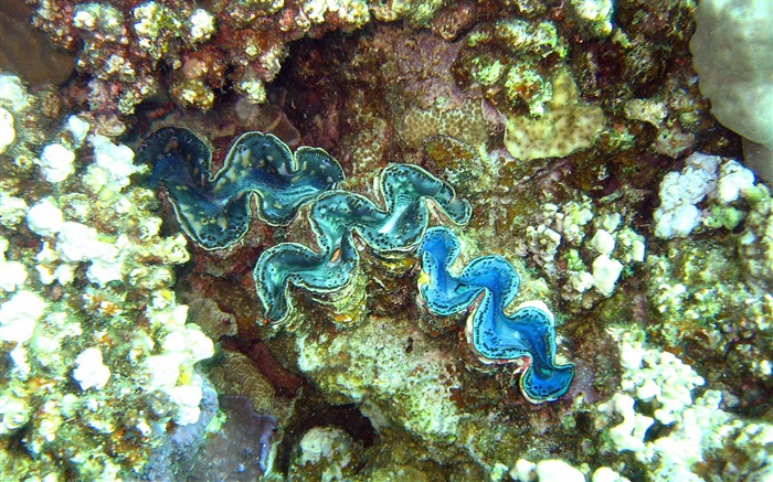 楽しい水中世界(4) #2