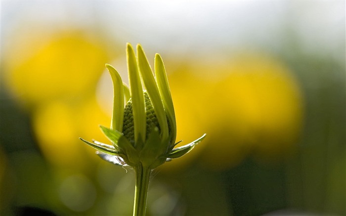 fleurs fond d'écran Widescreen close-up (23) #2