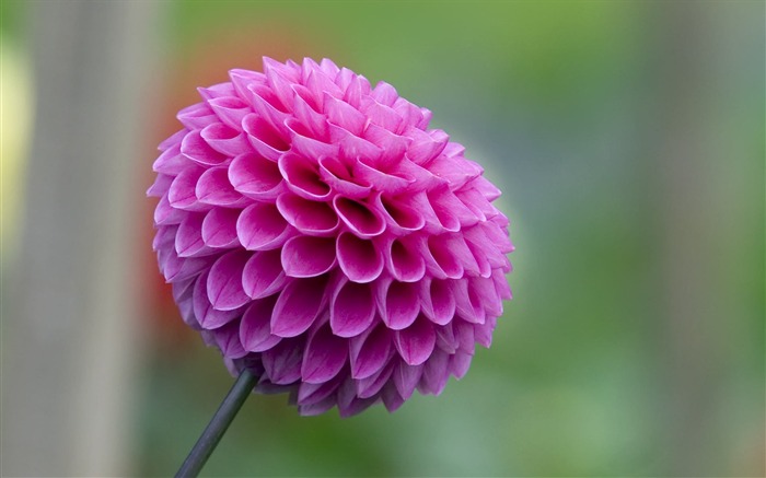 fleurs fond d'écran Widescreen close-up (23) #4