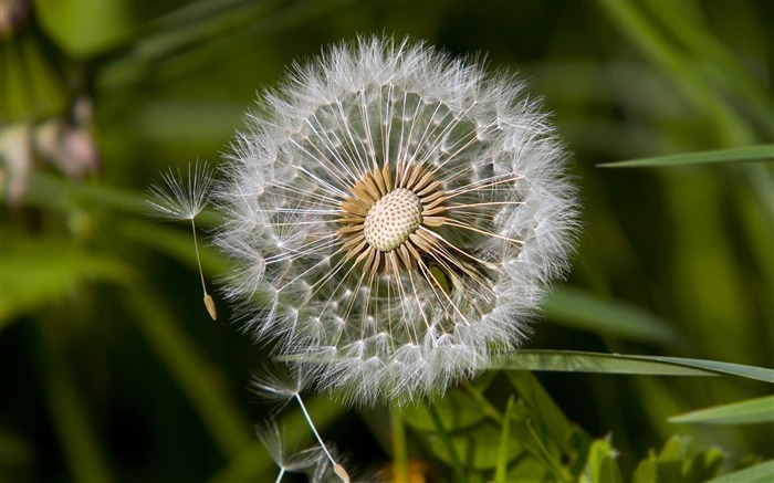 宽屏鲜花特写 壁纸(23)7