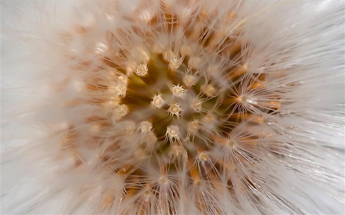 fleurs fond d'écran Widescreen close-up (23) #8