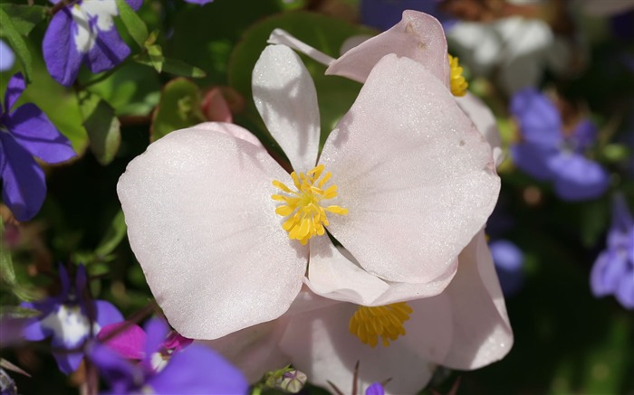 fleurs fond d'écran Widescreen close-up (23) #9