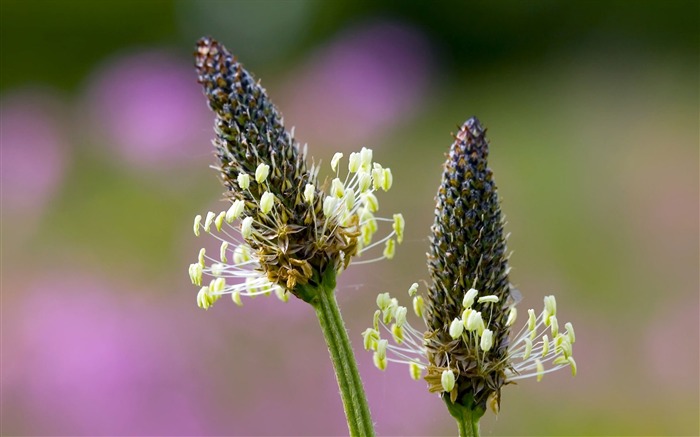 fleurs fond d'écran Widescreen close-up (23) #10