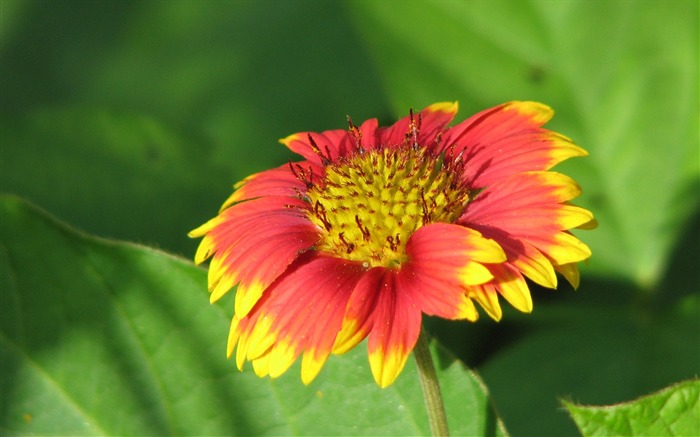 fleurs fond d'écran Widescreen close-up (23) #11