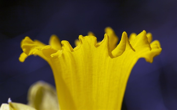 fleurs fond d'écran Widescreen close-up (23) #12