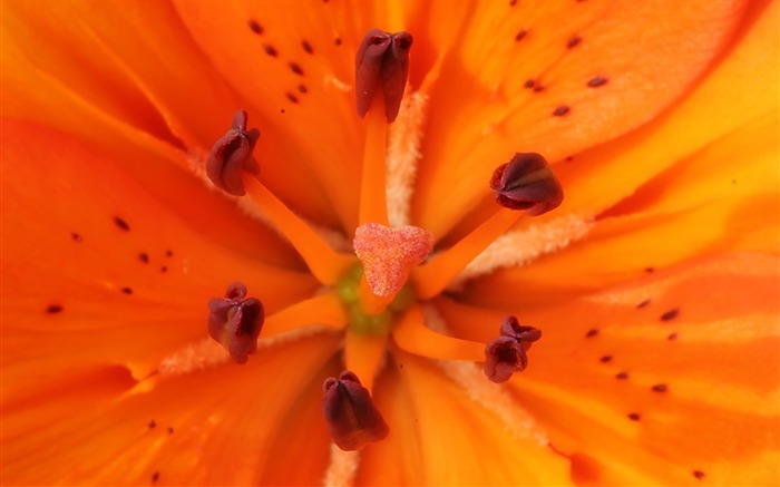 fleurs fond d'écran Widescreen close-up (23) #17