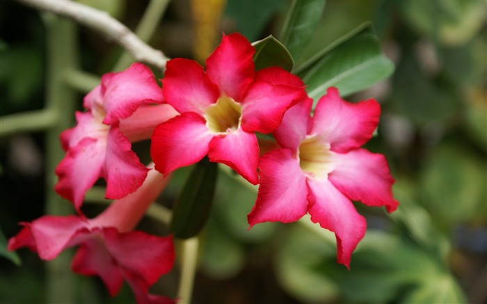 fleurs fond d'écran Widescreen close-up (24) #1