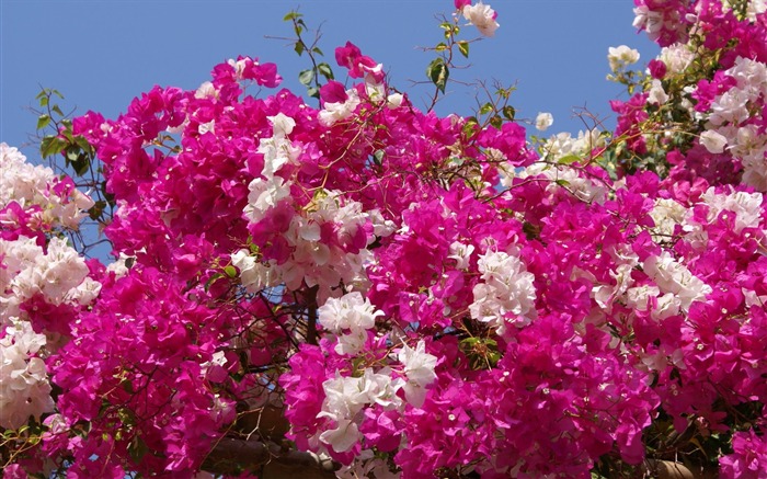 fleurs fond d'écran Widescreen close-up (24) #6