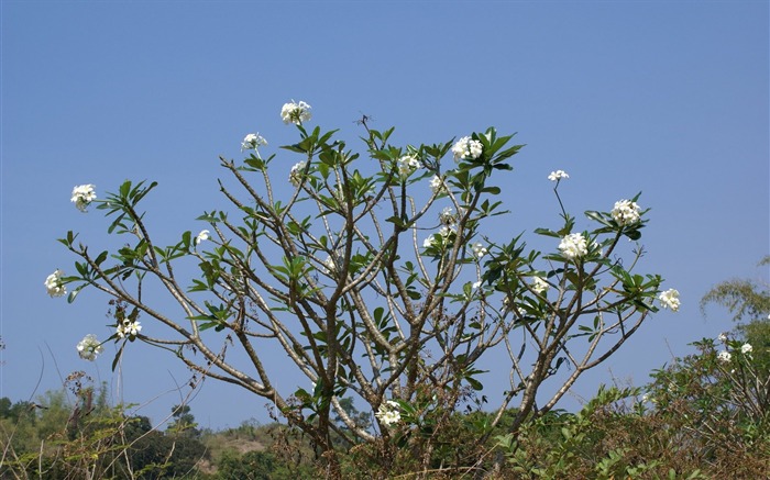 宽屏鲜花特写 壁纸(24)7