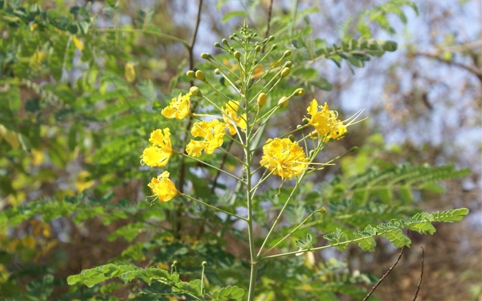 ワイドスクリーンの壁紙の花に近い(24)を開く #8