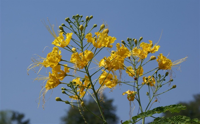 fleurs fond d'écran Widescreen close-up (24) #9