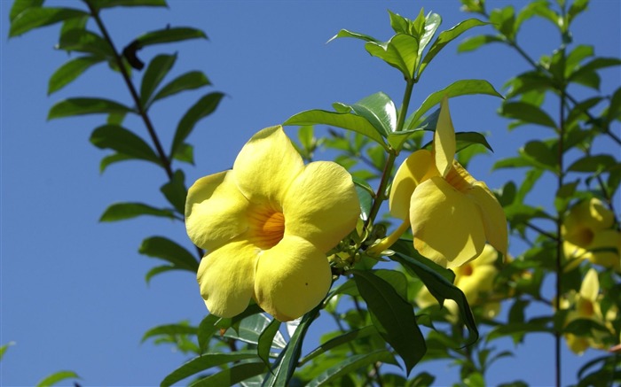 fleurs fond d'écran Widescreen close-up (24) #15