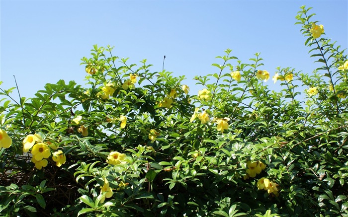 fleurs fond d'écran Widescreen close-up (24) #16