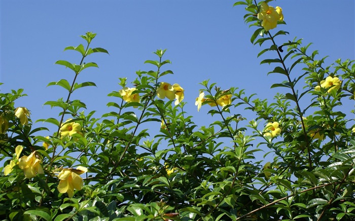 ワイドスクリーンの壁紙の花に近い(24)を開く #17