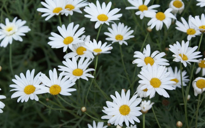 fleurs fond d'écran Widescreen close-up (24) #18