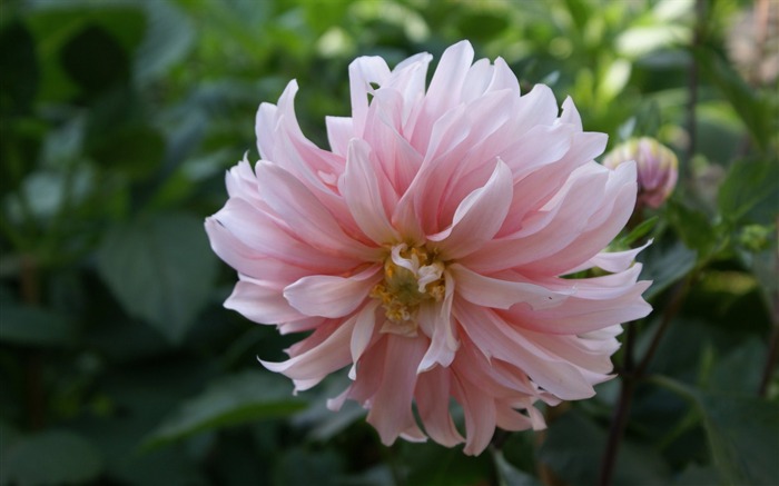 fleurs fond d'écran Widescreen close-up (24) #19