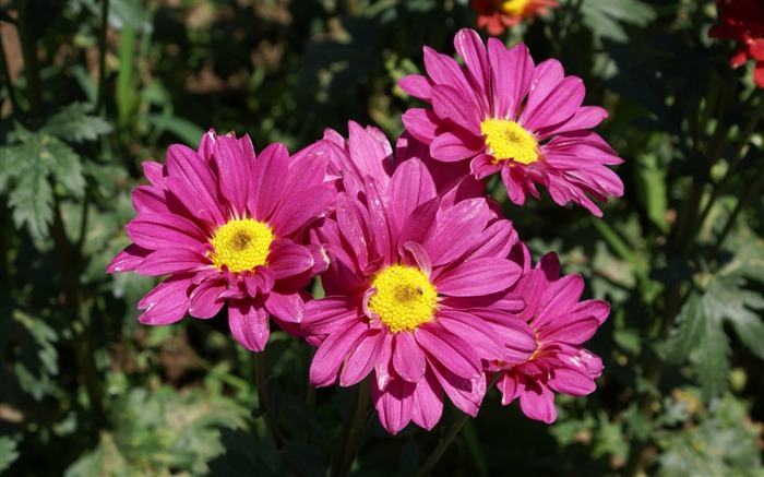 fleurs fond d'écran Widescreen close-up (25) #1